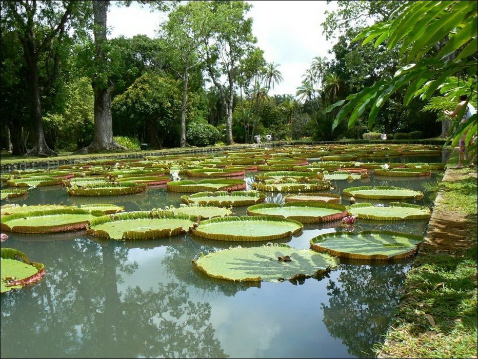 Top World News largest water lily in the world