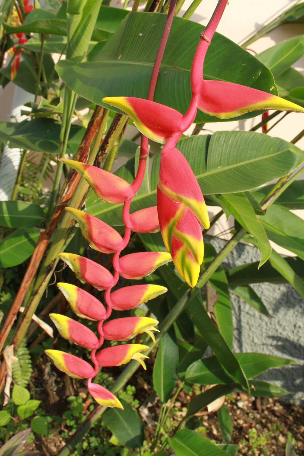 JAMAICA Exxperience JAMAICA Exxperience 38 Jamiacan Flowers 1