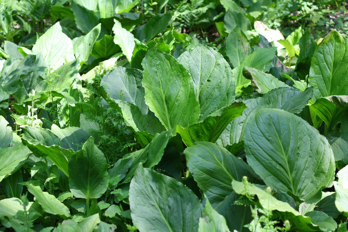66 Square Feet (Plus) Tarrytown between the woods and the weeds