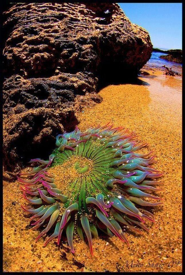 anemone eating bird milkyway awesome anemone eating bird milkyway awesome