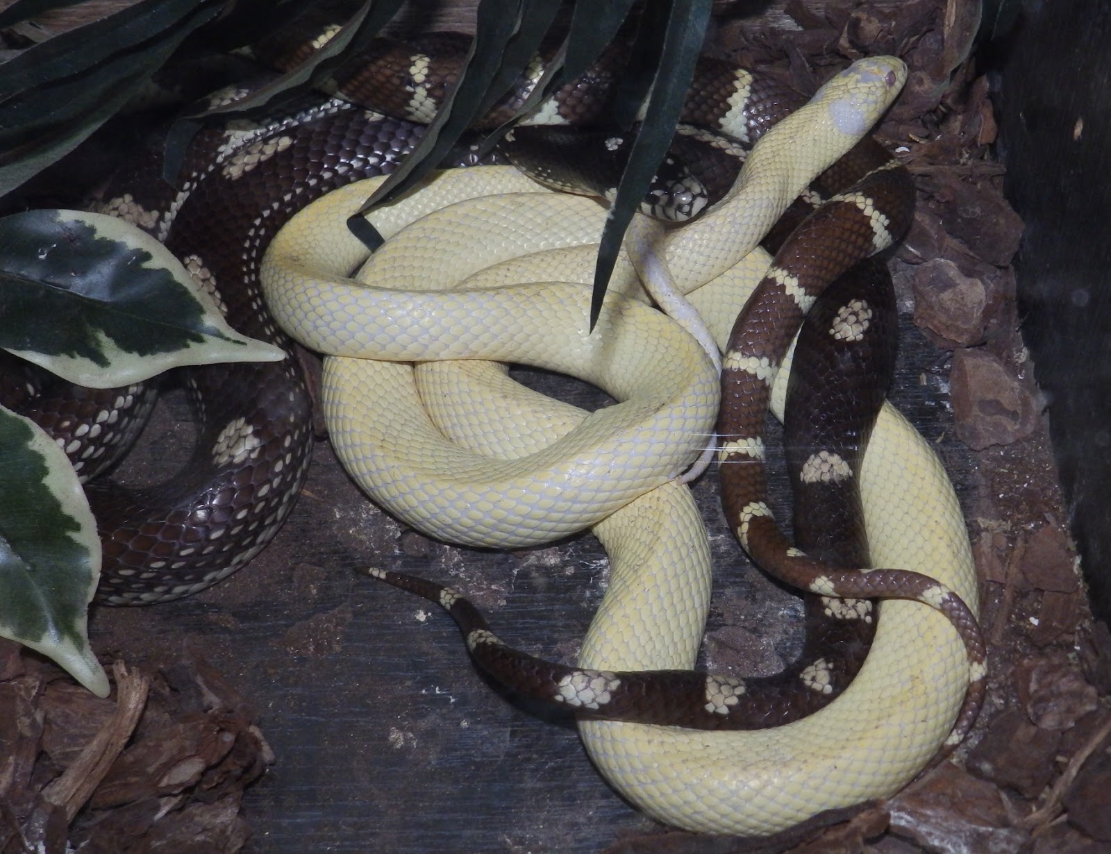 Reptiles Amphibians & Fish: CALIFORNIAN KINGSNAKES