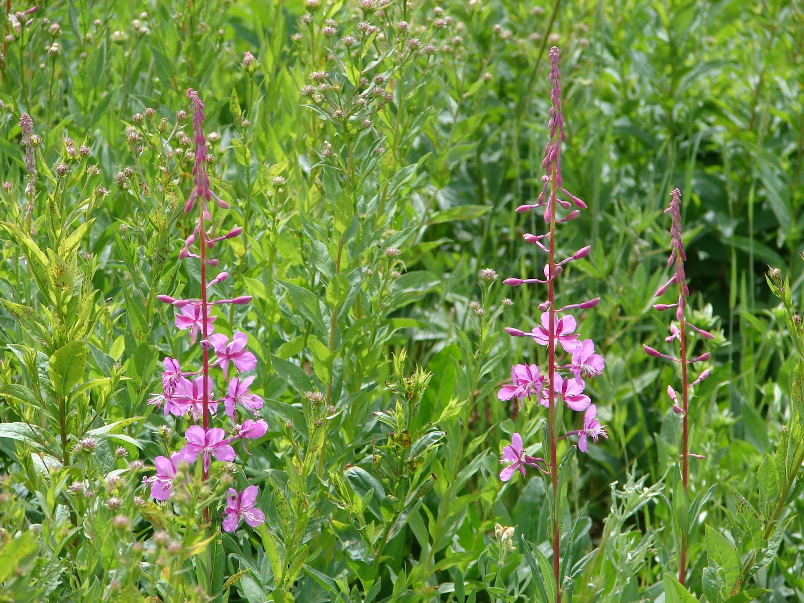 New Utah Gardener What Is A Native Plant?