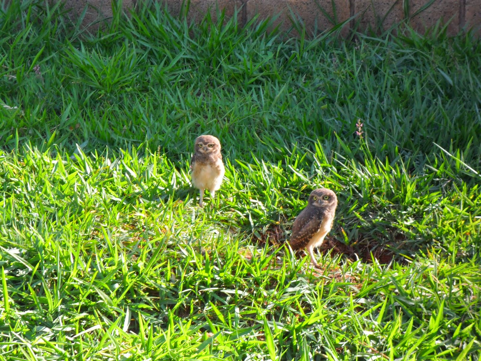 Corujas Buraqueiras