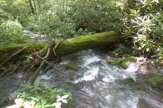 A tributary of a tributary to Cataloochee Creek