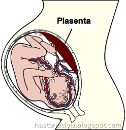 plasenta ne işe yarar