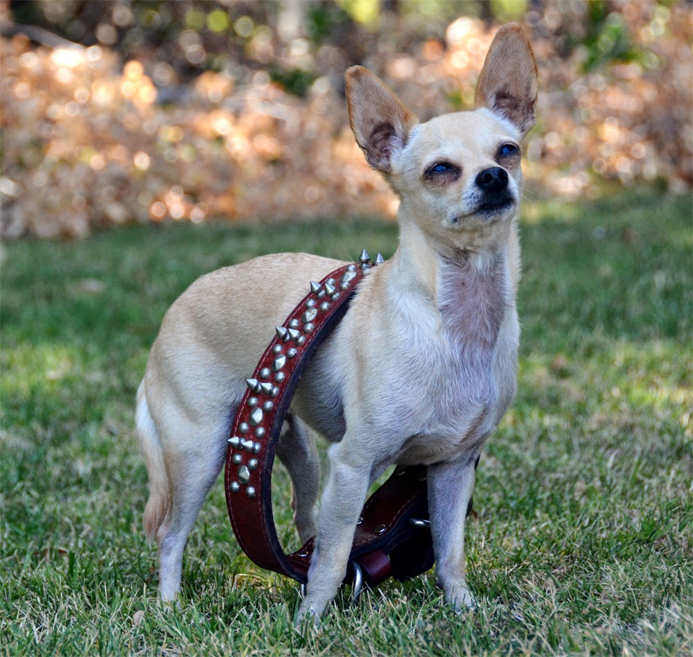 The Dog Geek: The Truth About Spiked Collars
