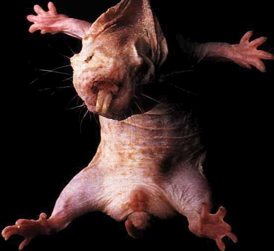 naked-mallrat