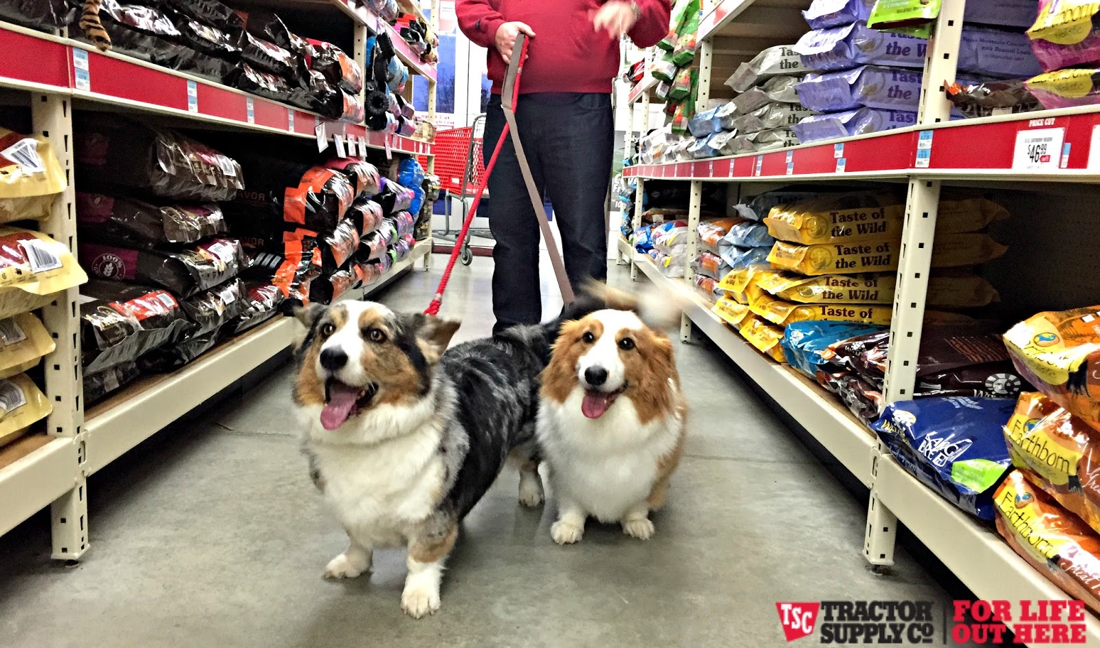 Devoted Dog Food Stockists Devoted Dog Food Stockists