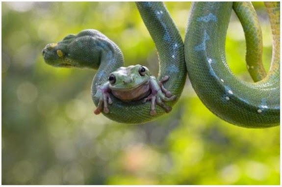 Gambar Katak Berkawan Dengan Ular Berjaya Dirakam Gambar Katak Berkawan Dengan Ular Berjaya Dirakam
