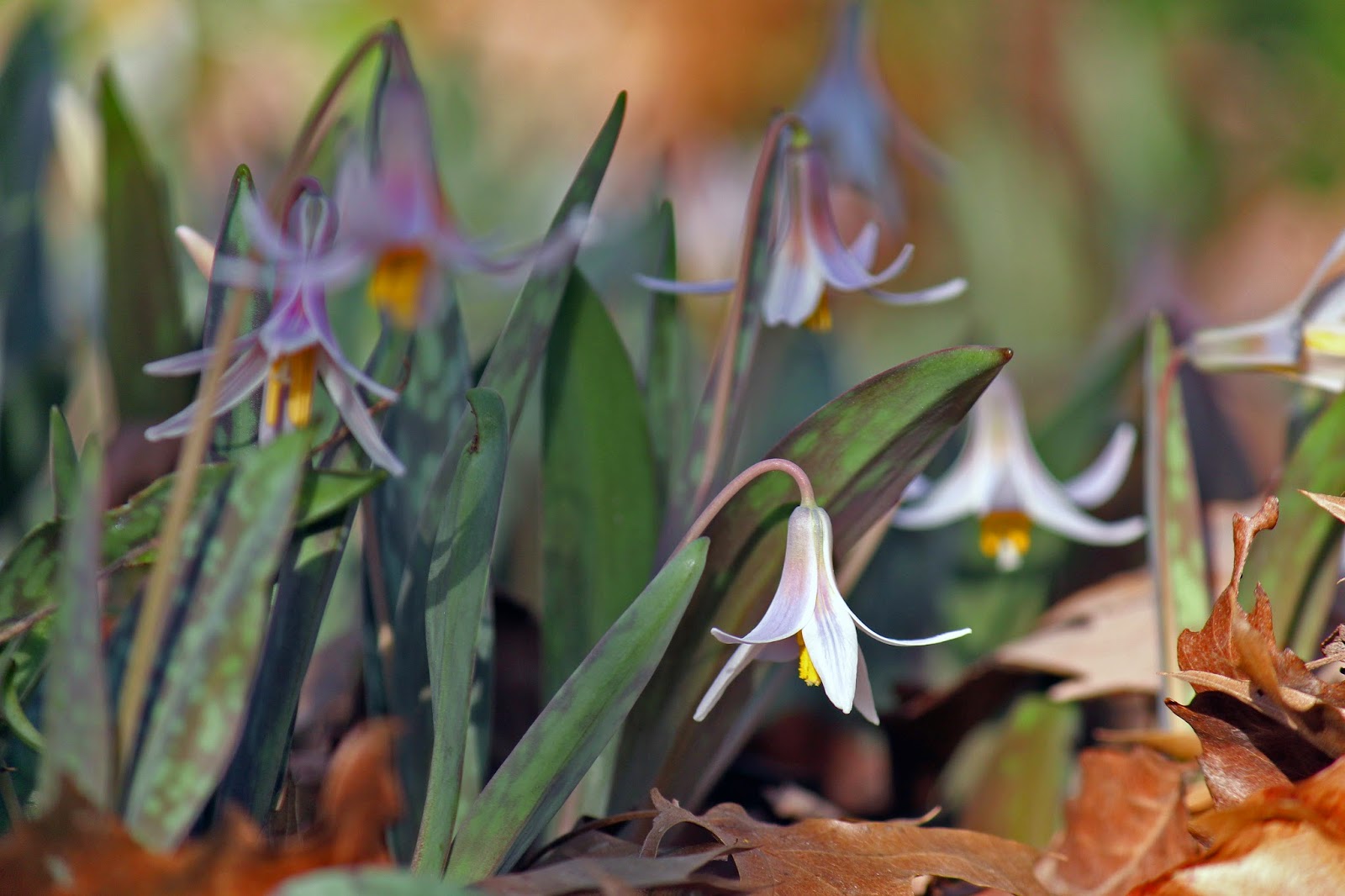 Dallas Trinity Trails Texas Trout Lilies Abuzz