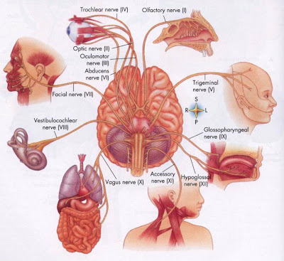 Gambar Sistem Saraf pada Manusia