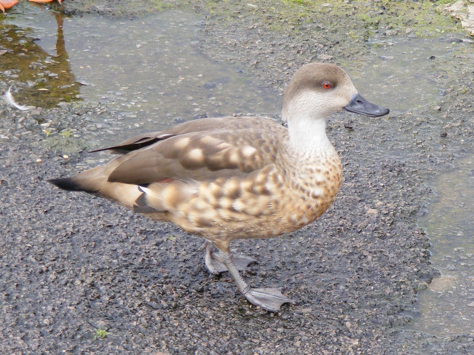Lesser Snow Geese