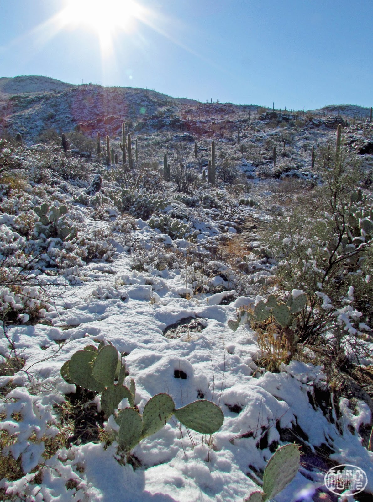 Allophile Snow! in Tucson!