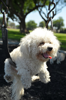 Cute Swinging Dogs Seen On www.coolpicturegallery.us