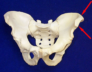 Left Iliac Crest