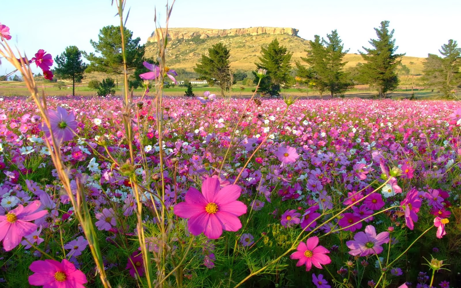 CAMPOS FLORIDOS