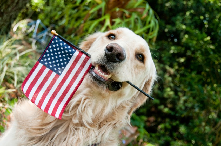 How to Celebrate a PetFriendly Memorial Day Weekend Bregman Vet Group
