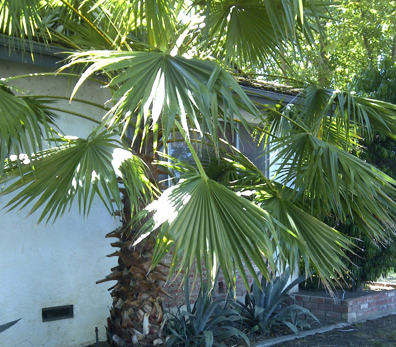 too sense heart of palms