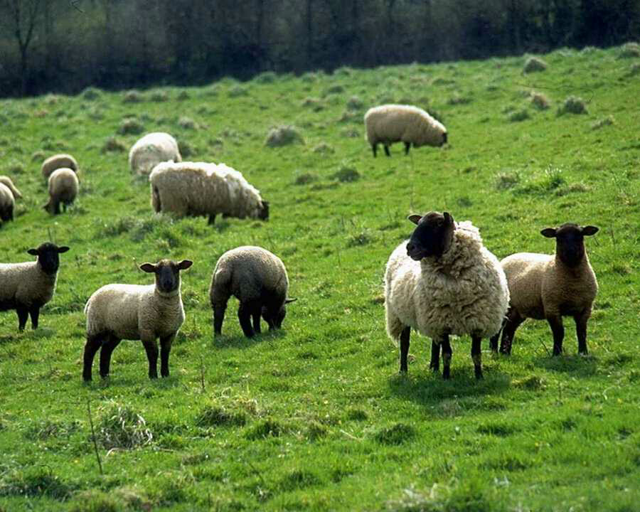 sheep headpiece