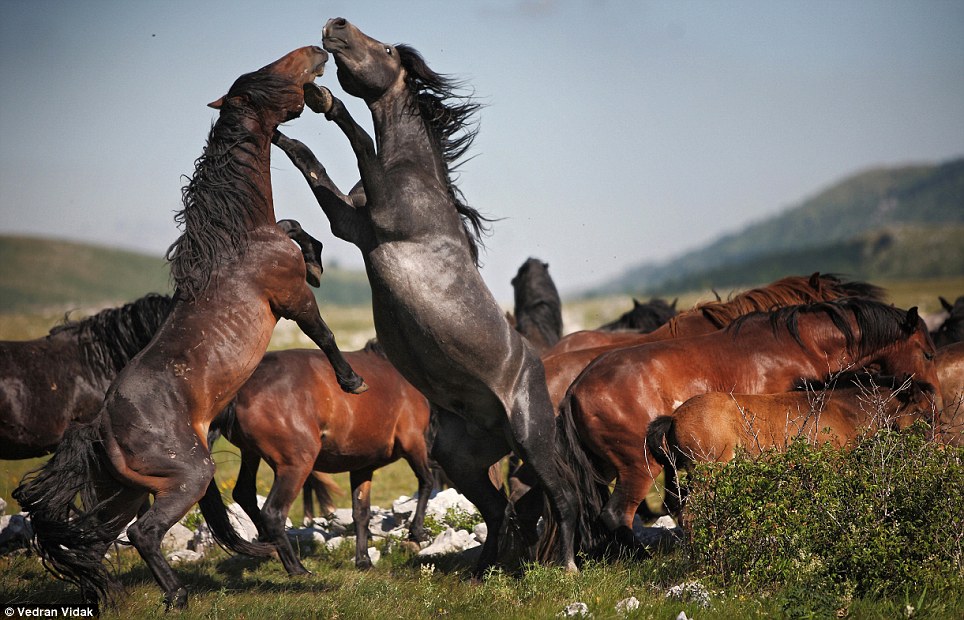 Heavyweight contest: Two stallions rare up onto their hind legs and ...