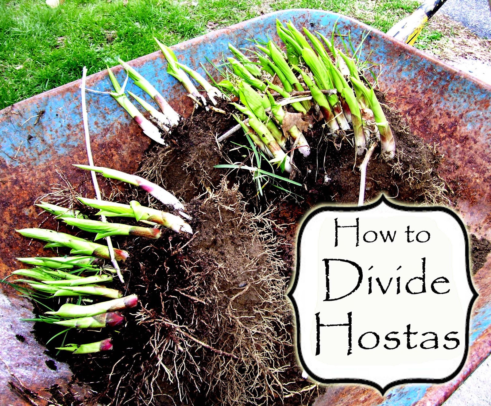 katie s farm how to divide hostas katie s farm how to divide hostas