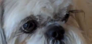 ojos del Shih Tzu ojos shih tzu