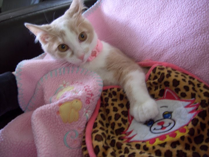 Catsparella A Miracle For Willow