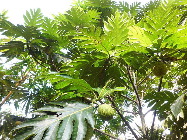 Sukun (Artocarpus Communis)