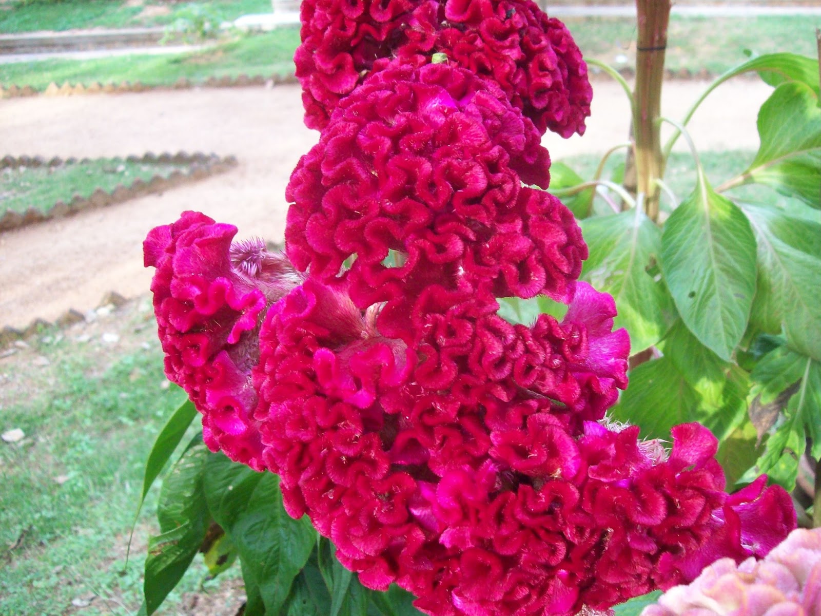 gardentropics Today's Flowers