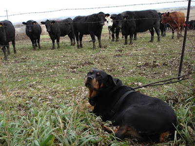 she was a sheep dog