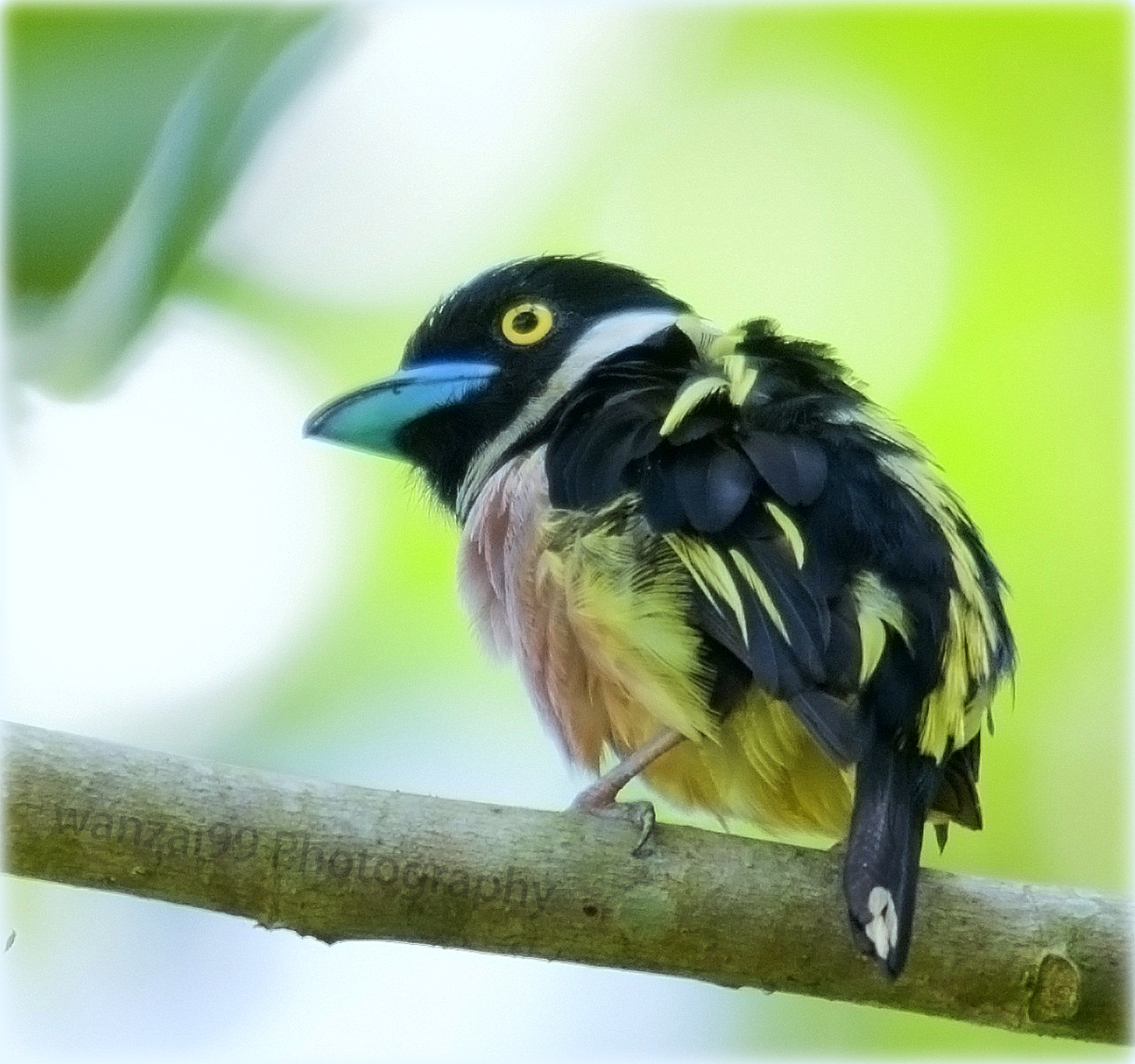 Wanzai99 Photography Burung Takau Hitam Kuning