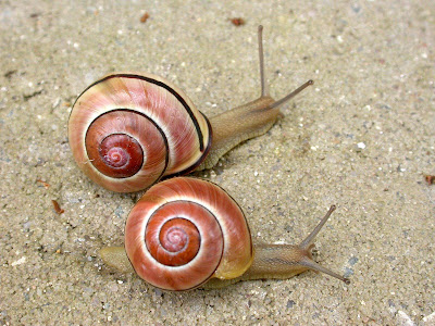 COMIDA CARACOL TIERRA comida caracol tierra: