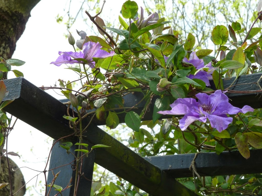 In mÃjn tuin ... : 06/06/14