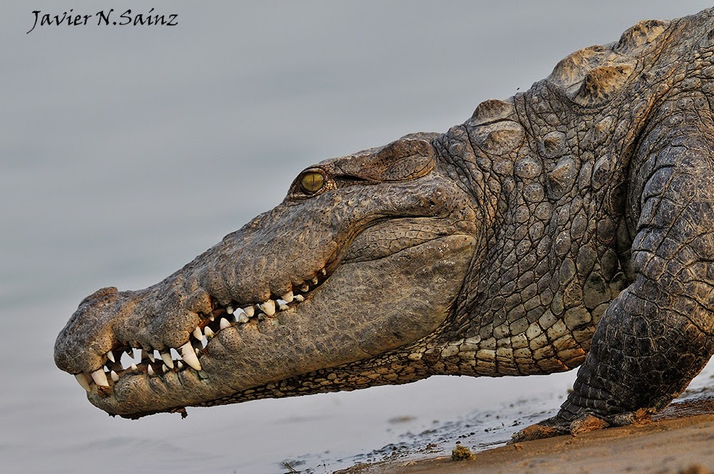 Fauna y fotografía GRANDES REPTILES EN INDIA