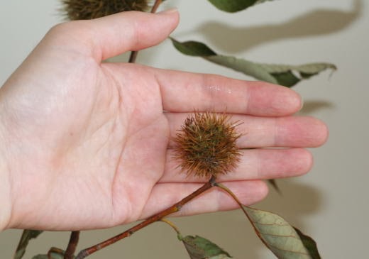 自分が使った花材事典 栗 新 花の情報局のblog 自分が使った花材事典 栗 新 花の情報局のblog