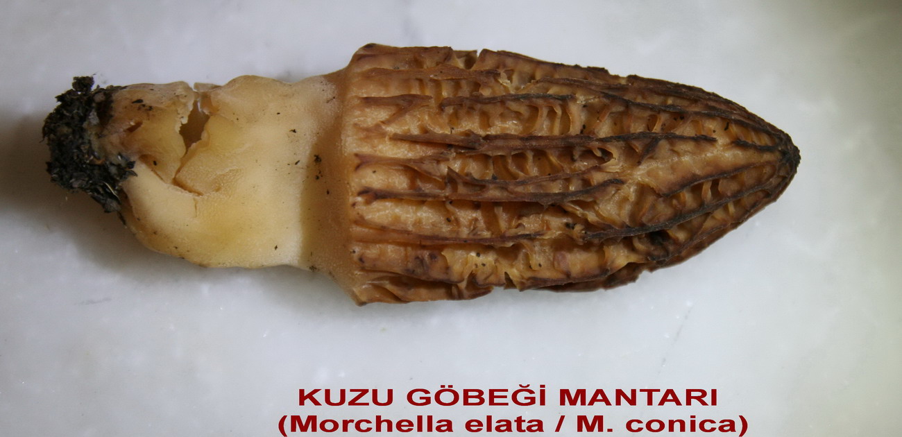 Kültür mantarının faydaları Kültür mantarının faydaları