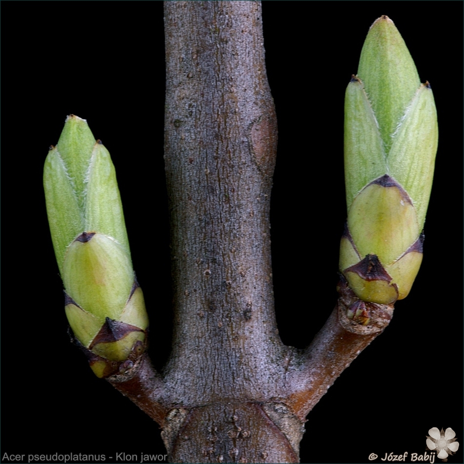 Acer pseudoplatanus - Klon jawor