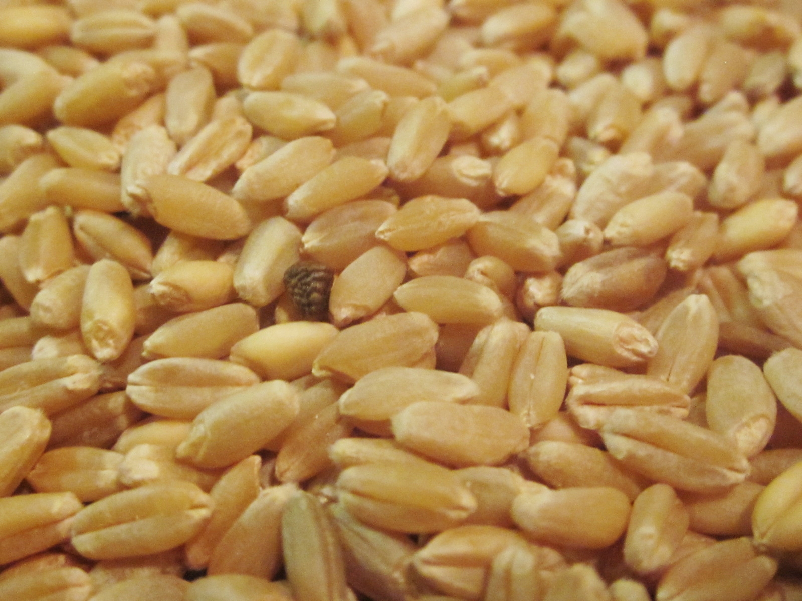 Chef Tess Bakeresse Making wholegrain flour at home in 3 Easy steps