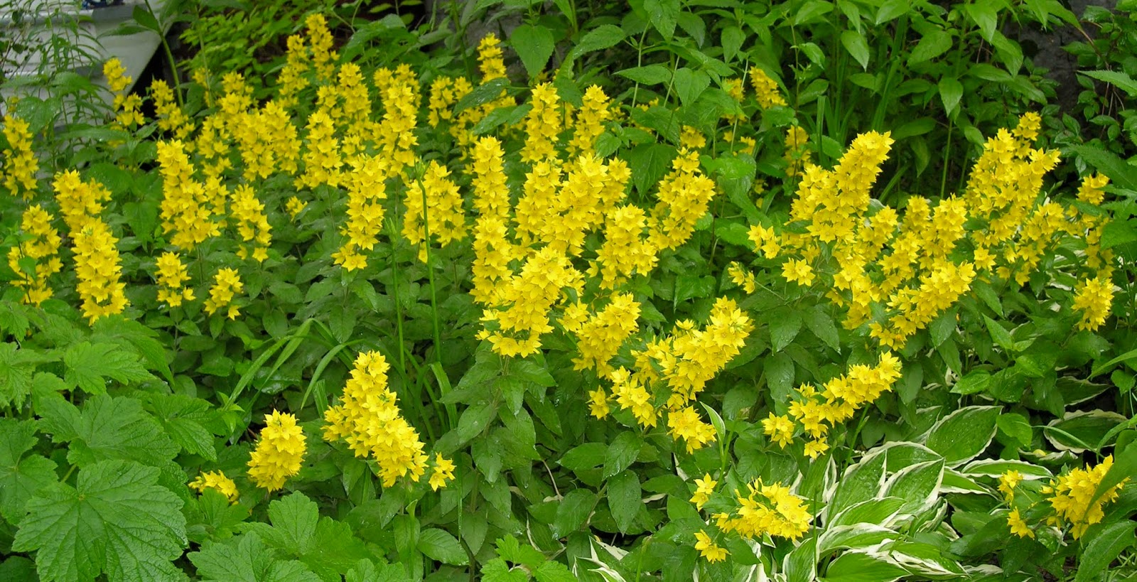 recreating eden saturday photo yellow flowers like the sun recreating eden saturday photo yellow flowers like the sun