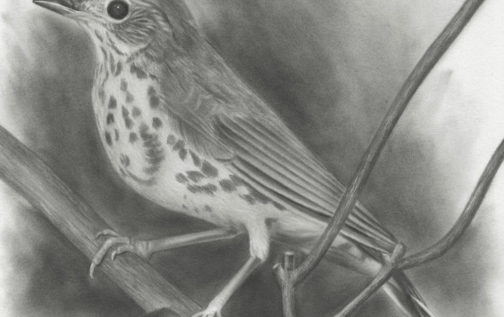 Pencil Drawings by David Te Wood Thrush at Rest