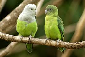 Jenis Burung Lovebird Terlengkap Beserta Gambar 