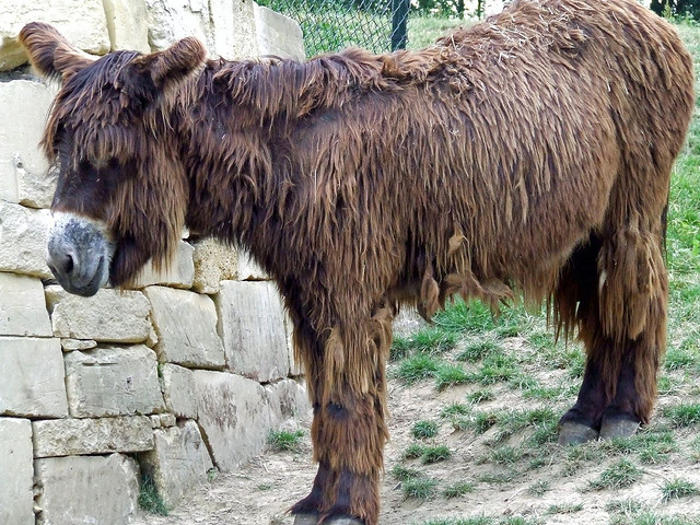 Horses-Mating-Hard Horses Mating Hard http://www.arkinspace.com/2011/05/poitou-donkey ...