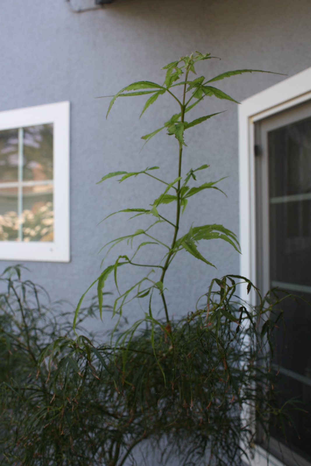 Me So Thorny Seasonal Vertigo