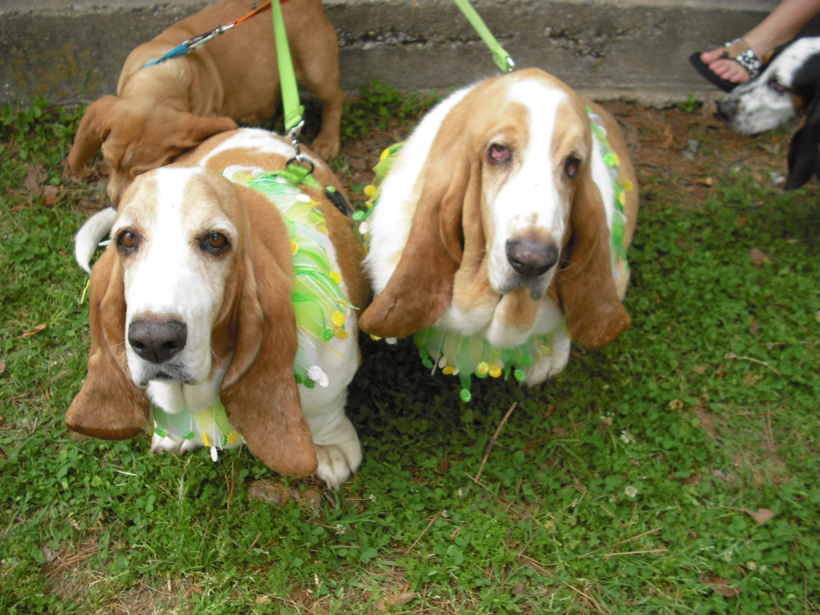 Basset Drool Basset Hound Rescue of Alabama Basset hound Bash 2011