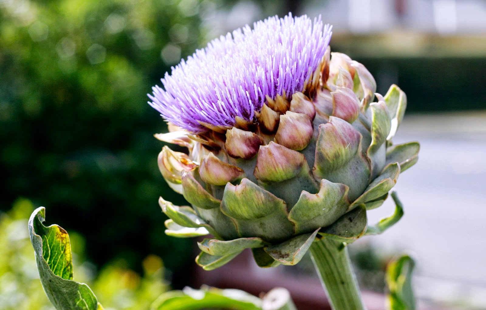 StocktonMama Where to go and what to do for San Joaquin County