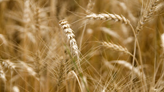 Wheat