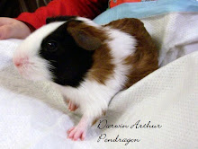 New Edition