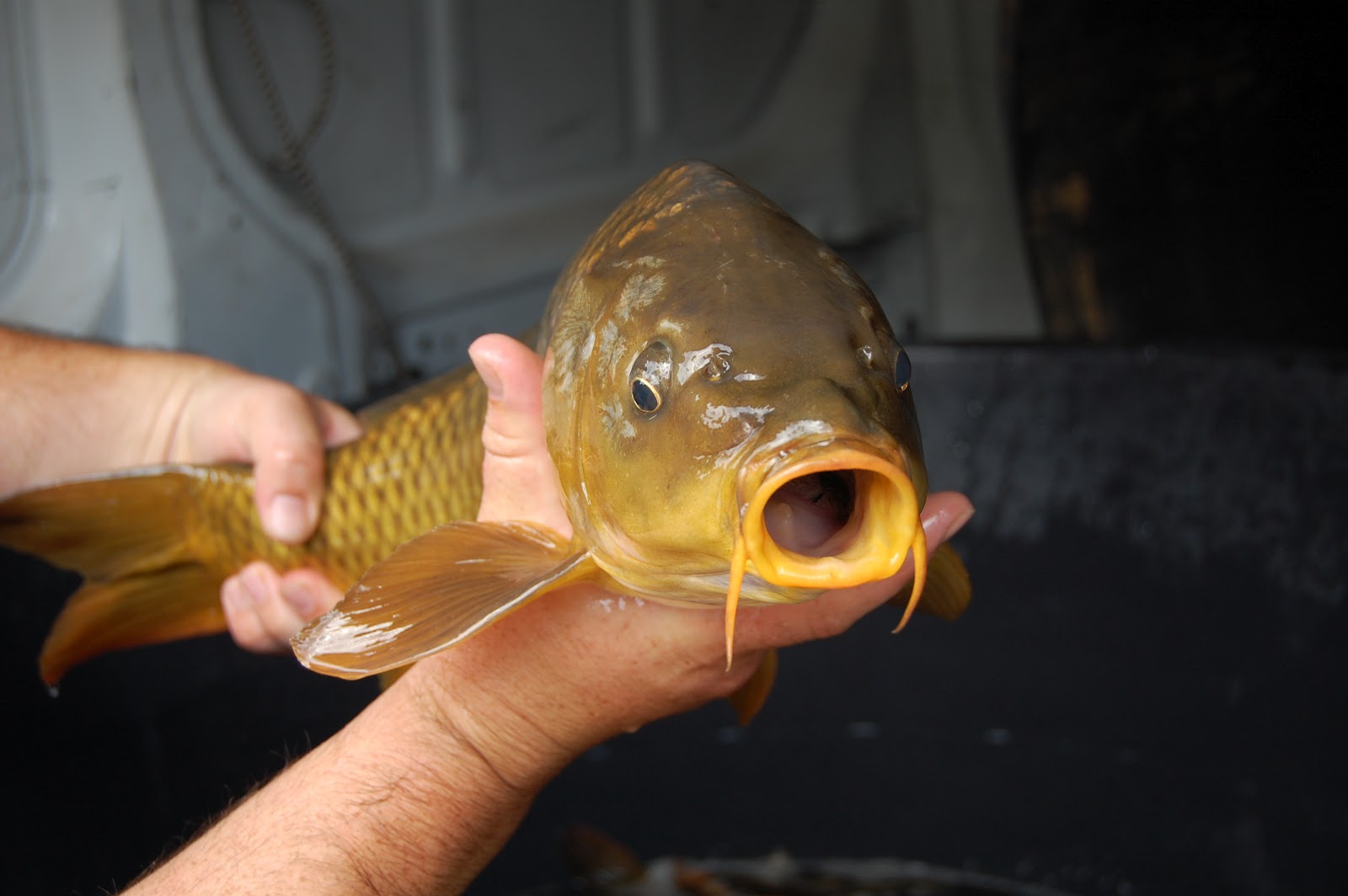 Hideaway Lakes Portugal Algarve Carp Fishing The Fish