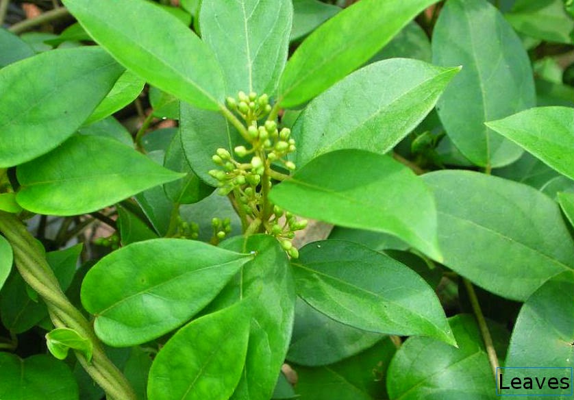 Gymnema sylvestre/Masbedda Herbal plants Sri Lanka