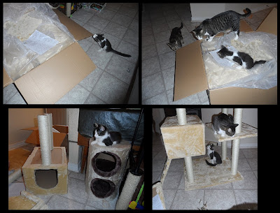 Anakin, Trixie, & Pixie watching us build their Cat Condo